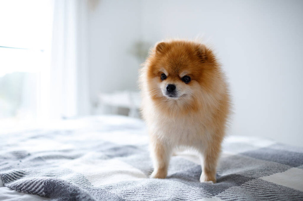 A beautiful Pomeranian dog stands on the bed in the bedroom - Фото, зображення