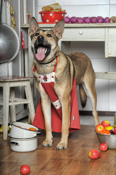 dog in the apron in the kitchen mongrel, cook in the kitchen, funny, joke - Foto, Imagen