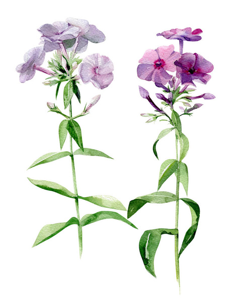 Akvarell phlox virágok. Botanikai illusztráció, elszigetelt fehér háttér. - Fotó, kép