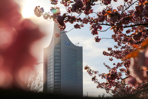 Beautiful Picture with cherry blossoms at springtime in Leipzig - Photo, Image