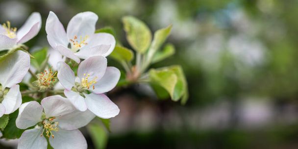 White Apple blossom on a blurry background, background. - Photo, Image