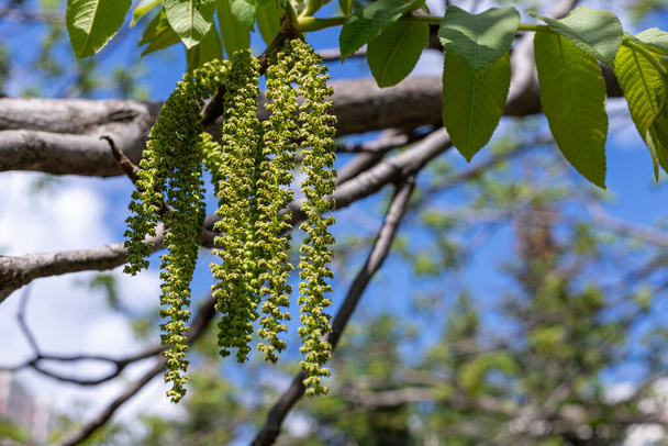 Der mandschurische Walnussbaum blüht im Frühling im Park. - Foto, Bild