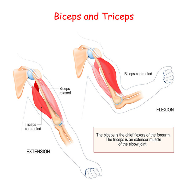 Bizeps und Trizeps. Antagonistische Muskeln. Der Bizeps ist der Hauptbeuger des Unterarms. Der Trizeps ist ein Streckmuskel des Ellenbogengelenks. - Vektor, Bild