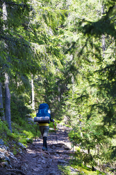 A girl with a tourist backpack and trekking poles walks along a mountain trail among the roots in the coniferous forest on a sunny summer day.. - Foto, Imagen