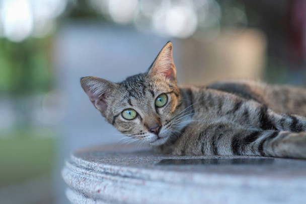 Un chat mignon dans le jardin arrière-cour et milieux bokeh  - Photo, image