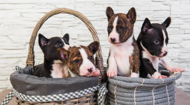 4匹の面白い小さな赤ちゃん｜バセンジ子犬の犬 - 写真・画像