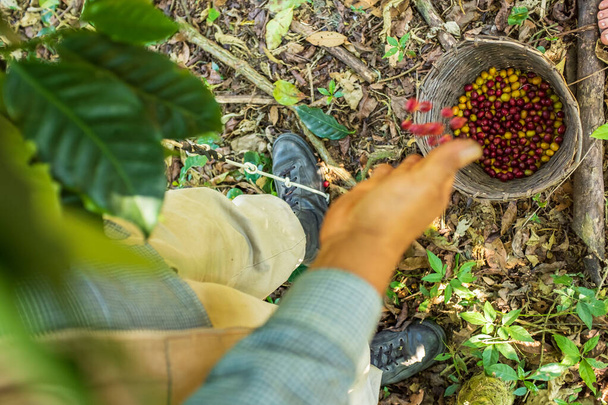 Fermier brun cueillant les fruits rouges et jaunes de la récolte de café biologique à Coroico, La Paz / Bolivie
 - Photo, image