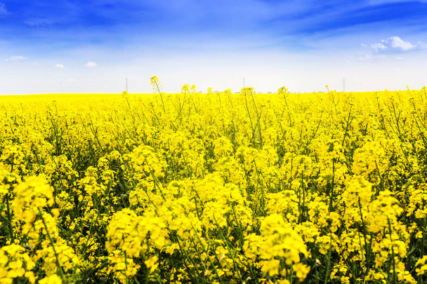 Wonderful golden rapeseed field and fun sun. - Photo, Image