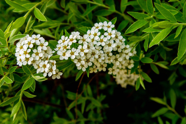 Spiraea arguta beyaz çiçekler. Bir dalda beyaz spiraea çiçekleri. - Fotoğraf, Görsel
