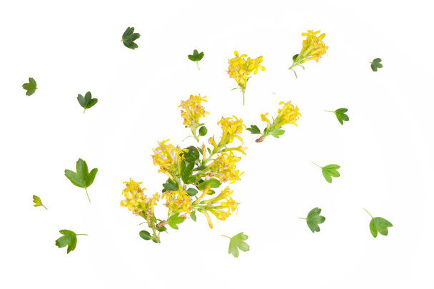 Composition of yellow barberry flowers isolated on white background - Foto, imagen