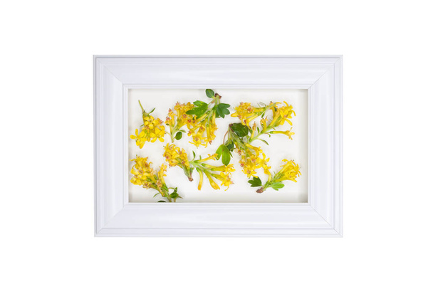 Composition of yellow barberry flowers with white wooden frame in the middle and isolated on white background - Photo, Image