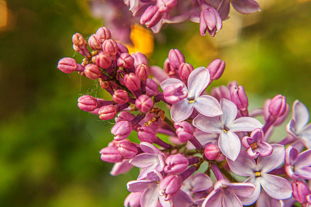 Hermoso olor violeta púrpura flores de flor de lila en primavera. Primer plano macro ramitas de lila, enfoque selectivo. Jardín o parque floreciente natural inspirador. Ecología naturaleza paisaje - Foto, imagen