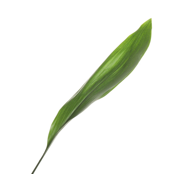 Fresh green tropical leaf isolated on white - Фото, изображение