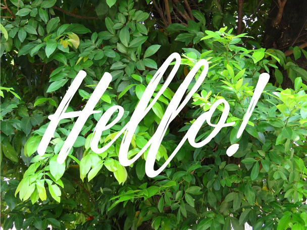 Hello template with foliage background for eco-friendly events, greeting cards, t-shit prints, vegan stores merchandising, visual communication for philanthropy, ongs. Motivational concept. - 写真・画像
