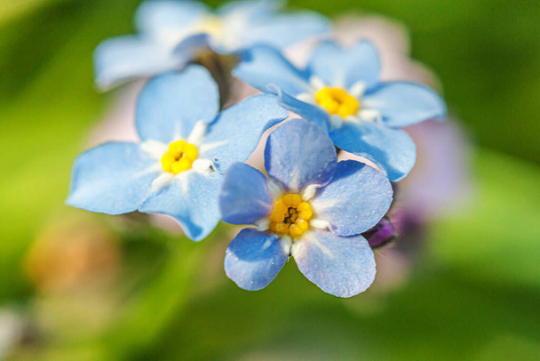 Bela selvagem esquecer-me-não flores flor Myosotis em tempo de primavera. Fechar flores macro azuis, foco seletivo. Inspiração floral natural florescendo jardim ou parque de verão - Foto, Imagem
