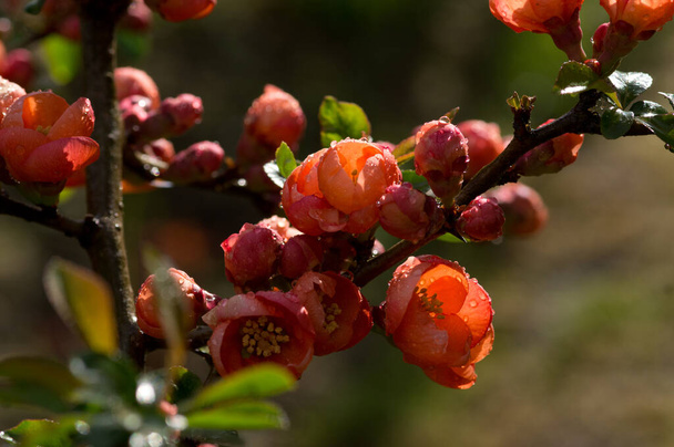Fleurs de coing avec gouttes de pluie au soleil
 - Photo, image