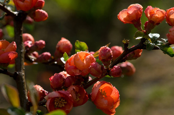 Quince flowers with raindrops in sunlight - Photo, Image