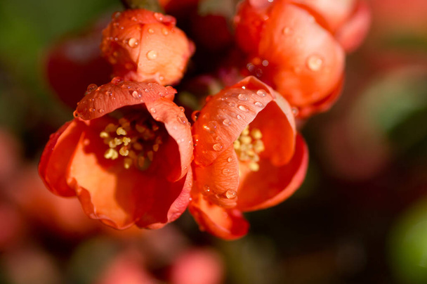 Quince flowers with raindrops in sunlight - Photo, Image