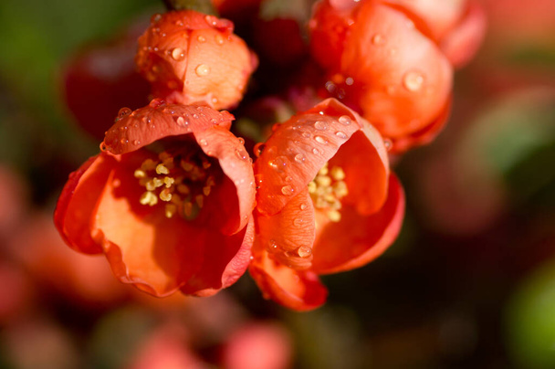 Fleurs de coing avec gouttes de pluie au soleil
 - Photo, image