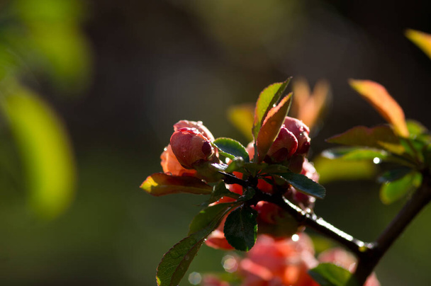 Quittenblüten mit Regentropfen im Sonnenlicht - Foto, Bild
