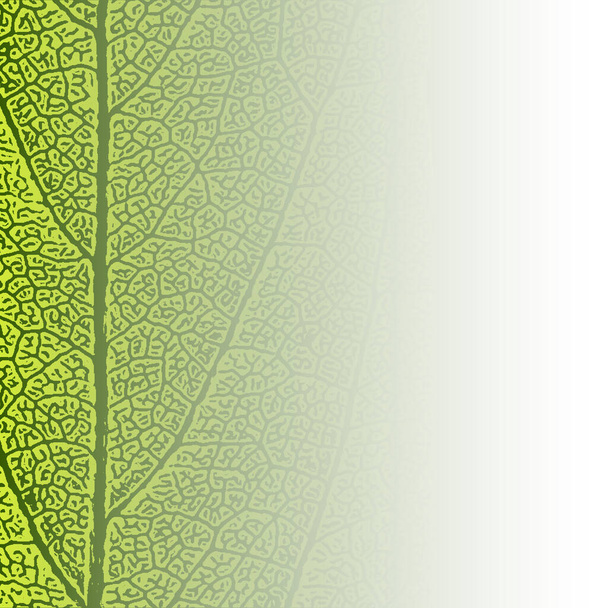 текстура зеленого листя. білий ізольований Векторний ілюстраційний фон. піти зелена концепція
. - Вектор, зображення