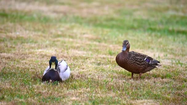 Mallards (Anas platyrhynchos) make themselves comfortable on the lawn and enjoy their togetherness and are happy together - Footage, Video