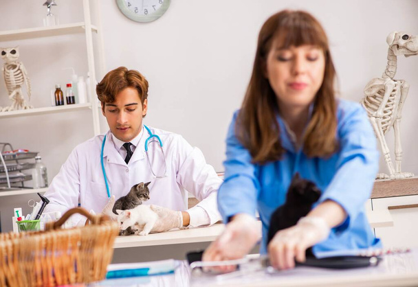 Doktor a asistent na veterinářské klinice kontrolují kotě - Fotografie, Obrázek