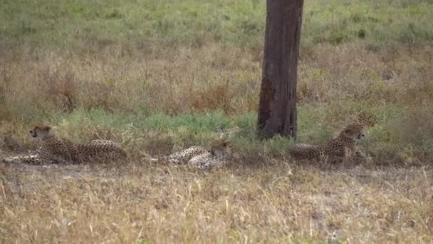 Cheetah aka Gepard Group Resting in Shade of Tree in African Savannah, Tanzania - Кадри, відео