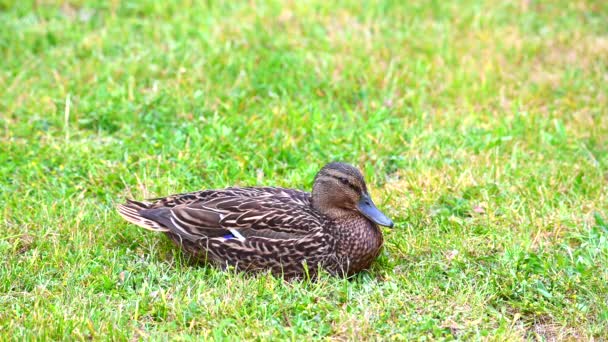 Mallards (Anas platyrhynchos) make themselves comfortable on the lawn and enjoy their togetherness and are happy together - Footage, Video