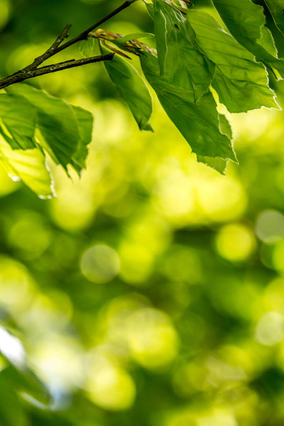 Прекрасне весняне листя з боке-світлом у весняному лісі, природний фон для весняних проектів
. - Фото, зображення