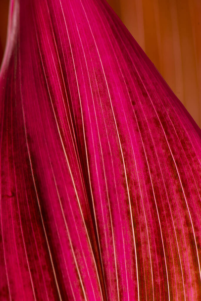purple colored lily palm foliage. - Фото, зображення