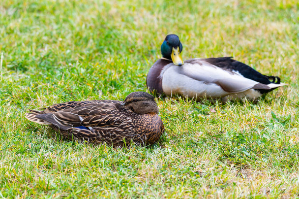 Mallards  (Anas platyrhynchos) make themselves comfortable on the lawn and enjoy their togetherness and are happy together - Foto, Imagen