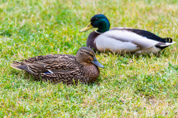 Yaban ördekleri (Anas platyrhynchos) çimlerin üzerinde rahat ederler ve beraberliklerinin tadını çıkarırlar ve birlikte mutludurlar. - Fotoğraf, Görsel
