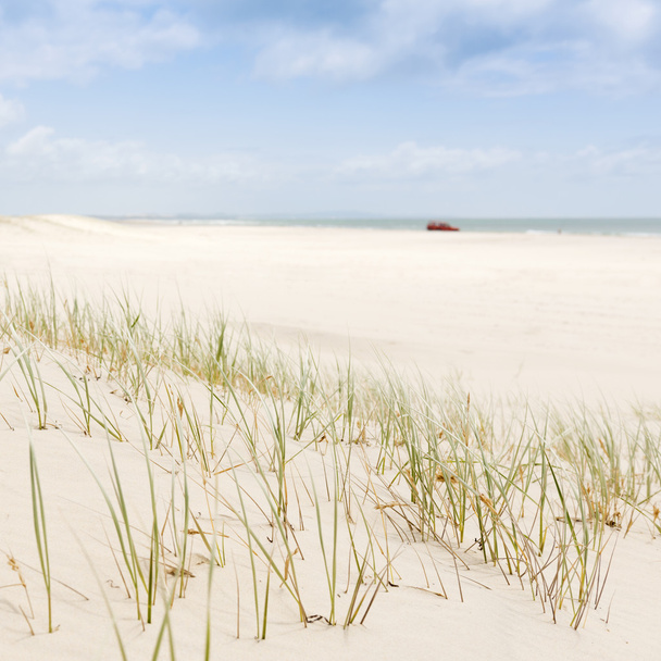 пляж трави з 4wd - Фото, зображення