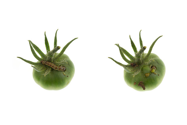 Actividad de una oruga de polilla de tomate, una plaga grave que se alimenta a través de un tomate verde, en un intervalo de 12 horas
 - Foto, Imagen