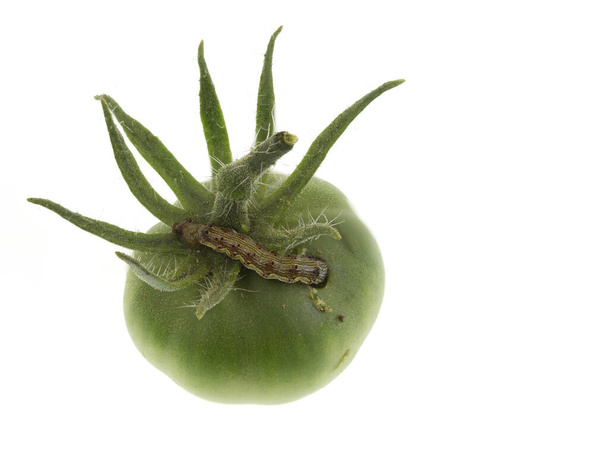 緑のトマトを通して深刻な害虫の餌であるトマトの蛾のキャタピラーの眺め. - 写真・画像