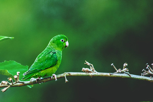 Un lindo periquito verde. Un lorito posado sobre una rama. - Photo, Image