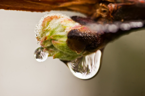 Dew drop on Bud 02 - Photo, Image
