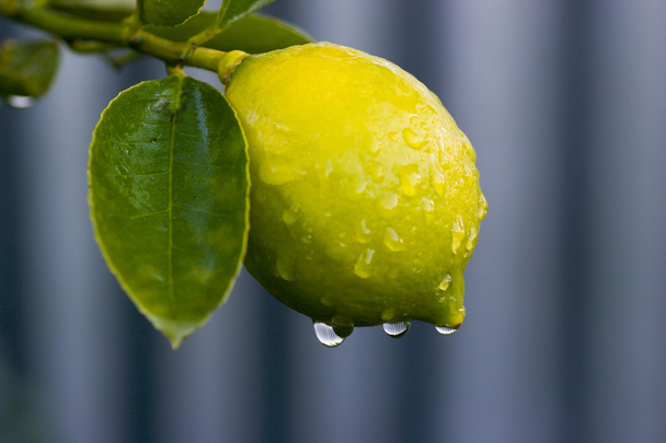 Orvalho em limão 02
 - Foto, Imagem
