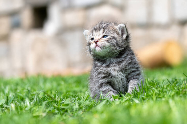 Yeşil çimlerde çok küçük bir kedi yavrusu var. - Fotoğraf, Görsel