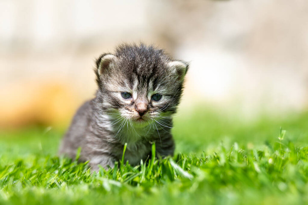 Πολύ μικρό γατάκι στο πράσινο γρασίδι λεπτομέρεια closeup - Φωτογραφία, εικόνα