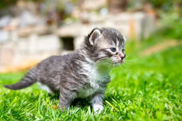 Sehr kleines Kätzchen im grünen Gras Detailaufnahme - Foto, Bild