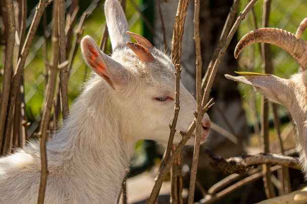 Baby goat close up picture - Photo, Image