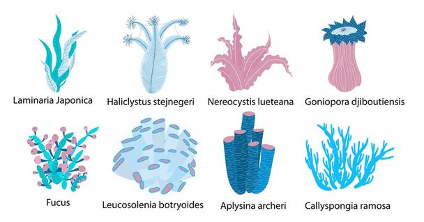 Meeresleben. Algen. Kelp Hintergrund Unterwasserwelt - Vektor, Bild