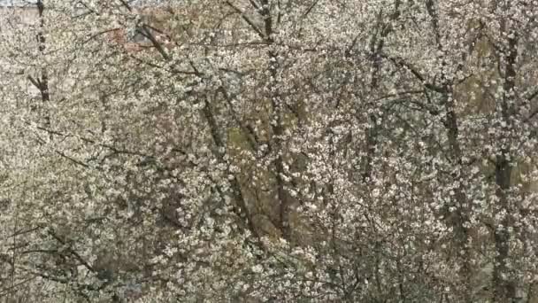 Śnieg wiosną na tle kwitnących drzew. - Materiał filmowy, wideo