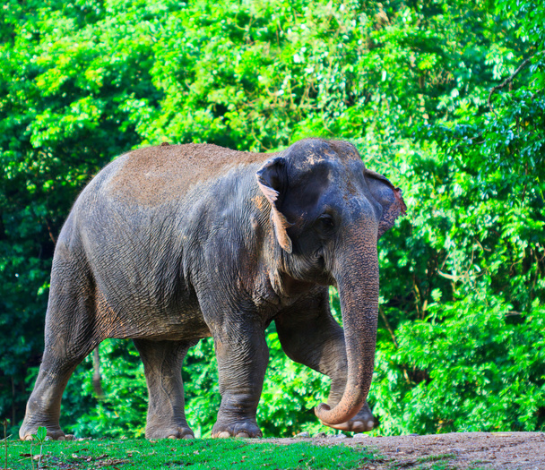 Asia elephant - Foto, imagen
