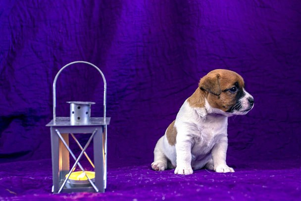 filhote de cachorro fêmea Jack Russell Terrier senta-se em um fundo azul ao lado de uma lanterna em que uma pequena vela queima. Boa noite. dormir. horizontal
 - Foto, Imagem