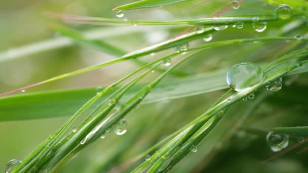Zielona trawa w przyrodzie z kroplami deszczu - Materiał filmowy, wideo