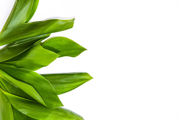 Lily της κοιλάδας πράσινα φύλλα σε λευκό φόντο με αντίγραφο χώρου για κείμενο, άνοιξη - Φωτογραφία, εικόνα