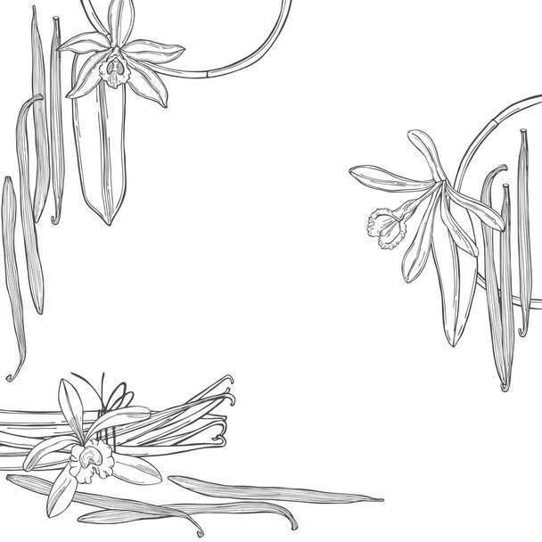 バニラを手描き。ポッドと花だ。ベクトル背景 - ベクター画像
